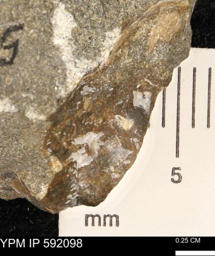 undet. Bivalvia