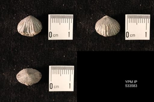 Rhynchotrema janeum