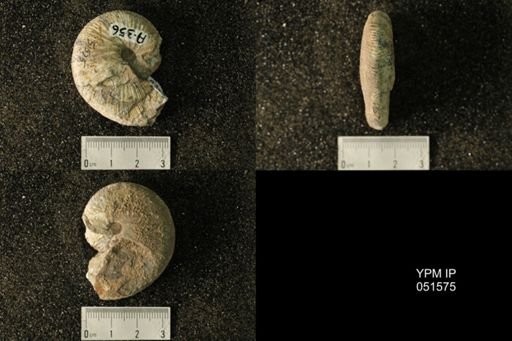 Hoploscaphites nicolletii