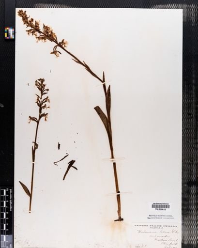 Habenaria