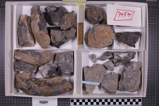 mixed taxa, stratigraphic collection