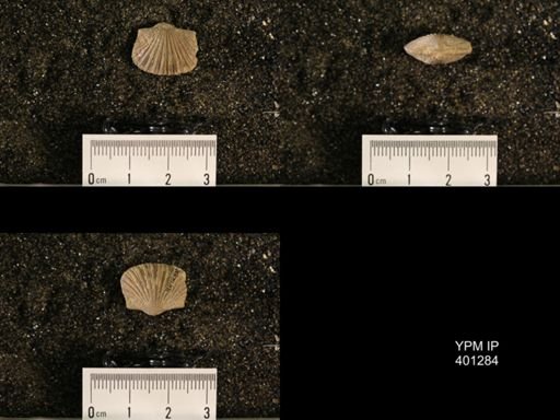 Plectorthis fissicosta