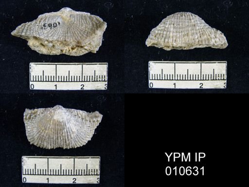 Productus inca