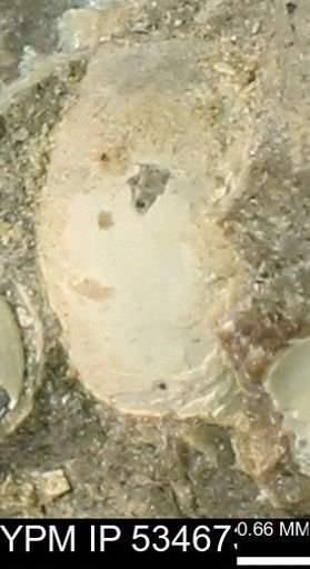 Protocardia subquadrata