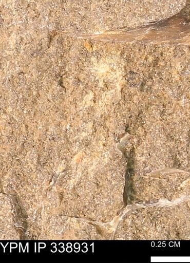 undet. Mollusca