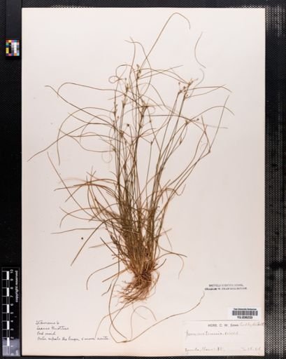 Juncus tenuis