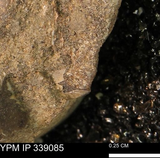 undet. Mollusca