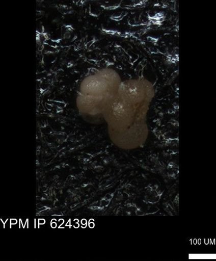 undet. Foraminiferida