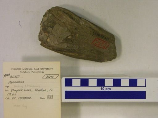 Mammuthus sp.