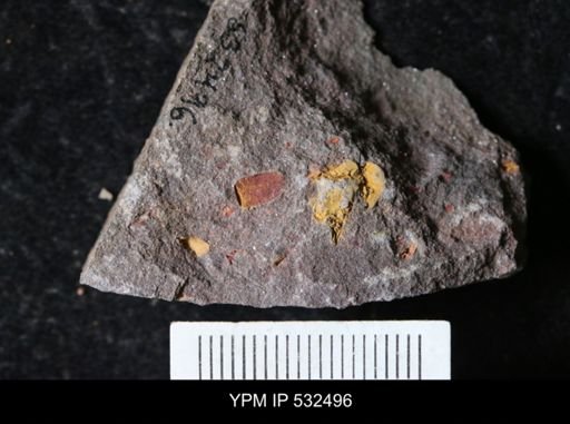 undet. Echinodermata