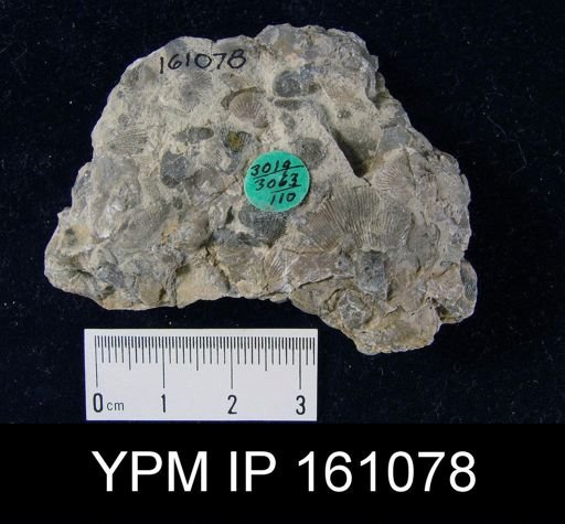 Rhipidomella uberis
