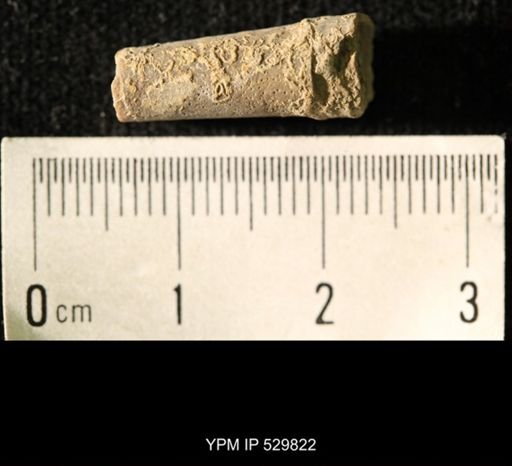 Pseudorthoceras knoxense
