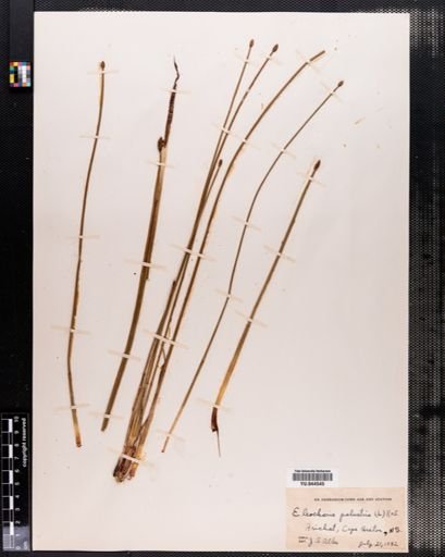 Eleocharis palustris