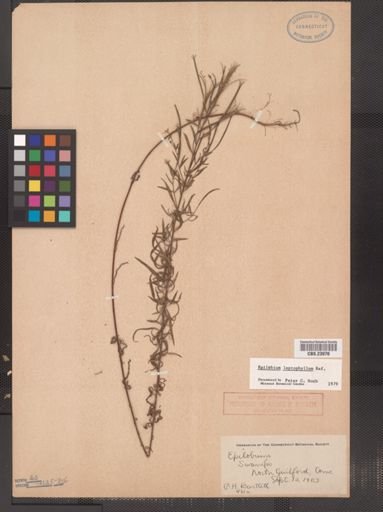 Epilobium leptophyllum
