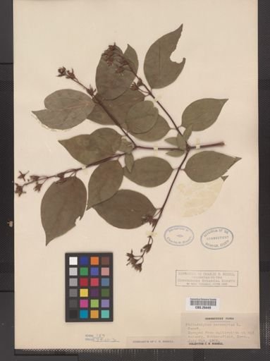 Plantae