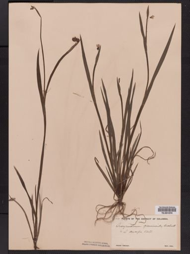 Sisyrinchium anceps