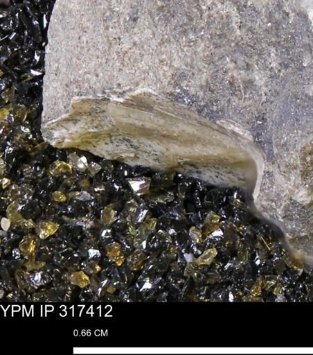 undet. Scaphitidae