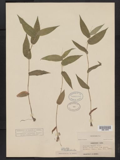 Panicum boscii