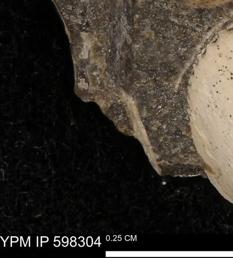 Limopsis striatopunctatus