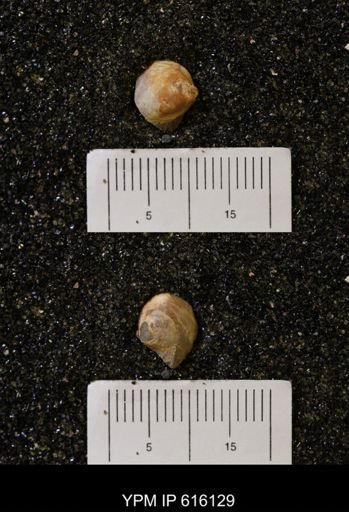 Protocardia subquadrata