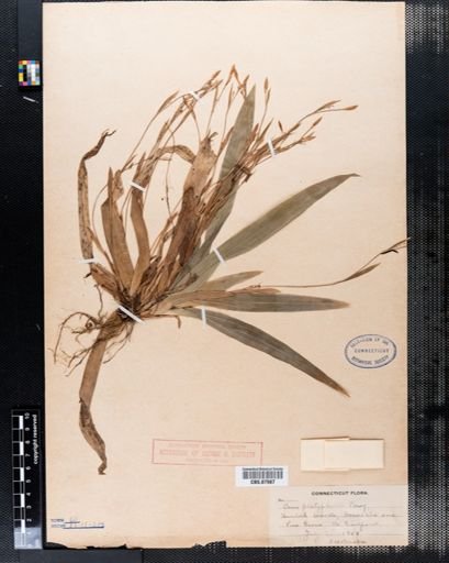 Carex platyphylla