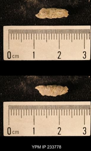 Archaeocidaris sp.