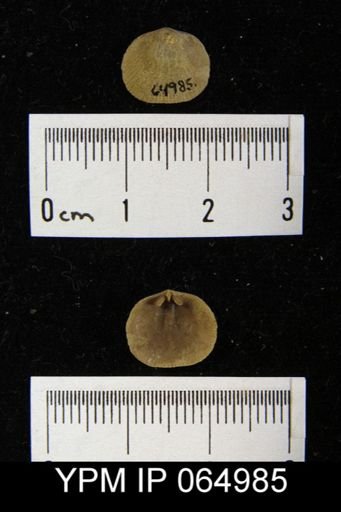 Mendacella cliftonensis