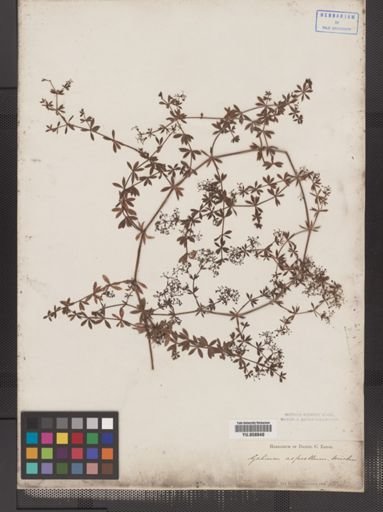 Galium asprellum