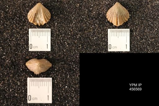 Rhynchonella dentata