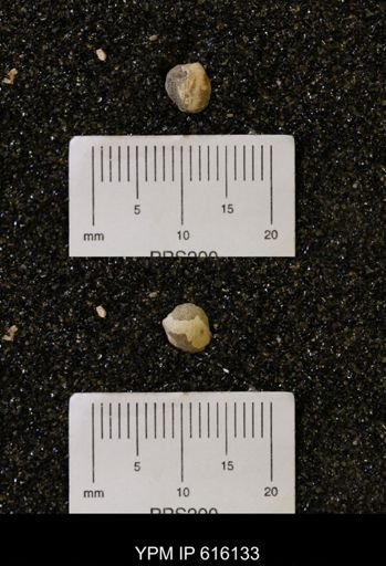 Protocardia subquadrata