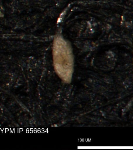 Spirolocammina planula