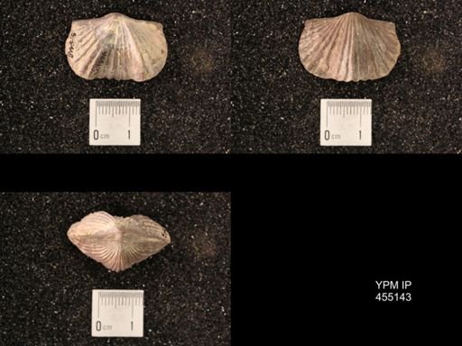 Platystrophia sublaticosta