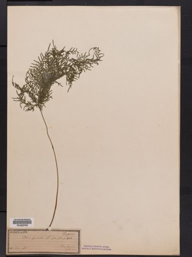 Pteris