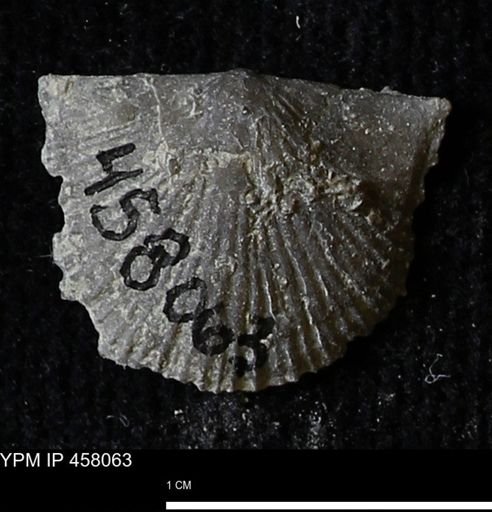 Strophodonta sp.