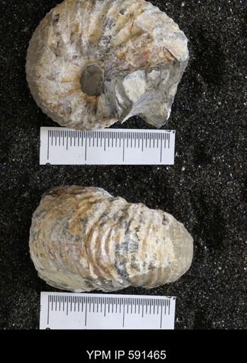 Hoploscaphites