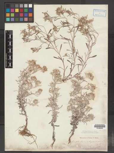 Gnaphalium uliginosum