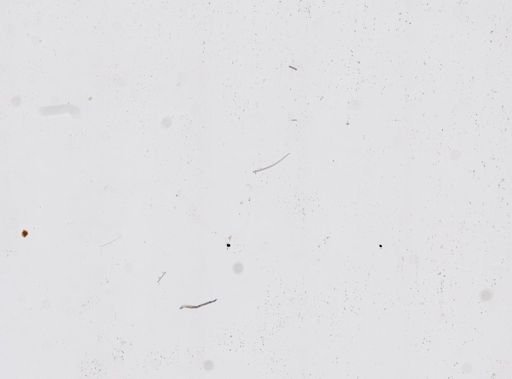 Hippospongia