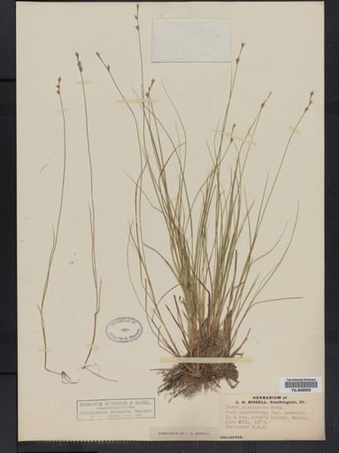 Carex ormantha