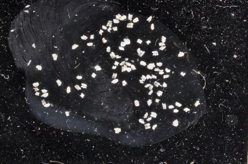 Jellyella tuberculata