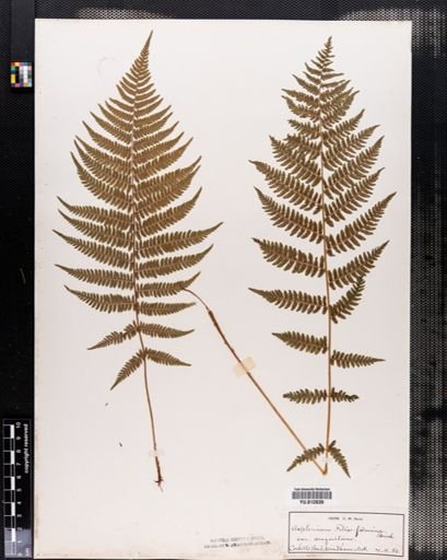 Plantae
