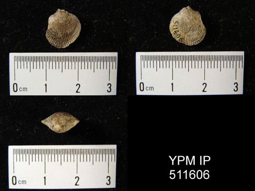 Atrypa sp.
