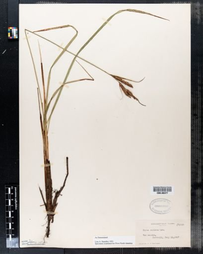 Carex stricta