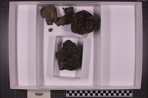 mixed taxa, stratigraphic collection
