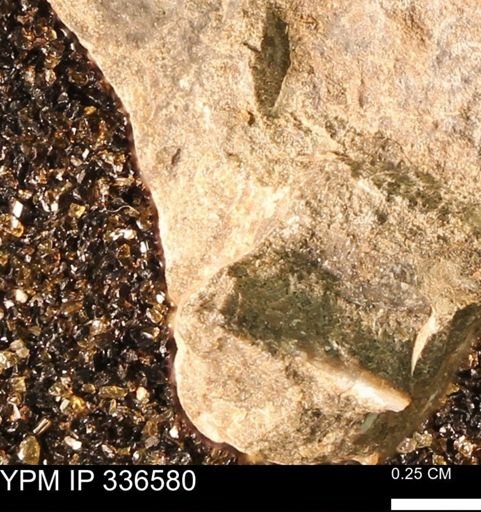 undet. Mollusca
