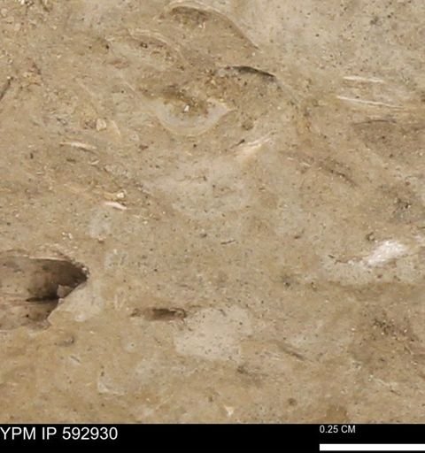undet. Mollusca