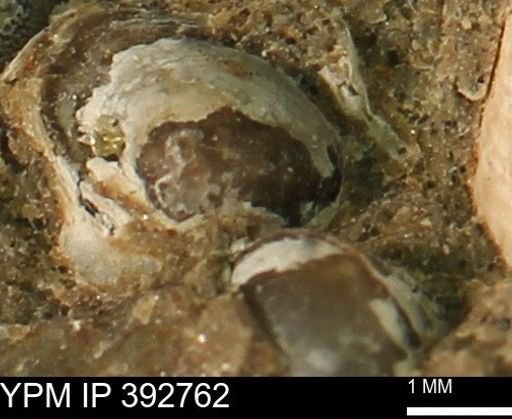 Protocardia sp.