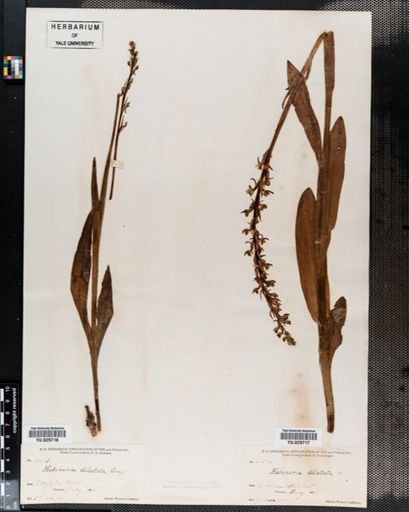 Plantae