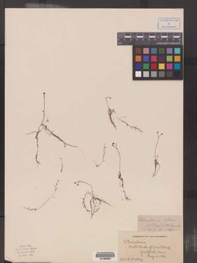 Utricularia gibba