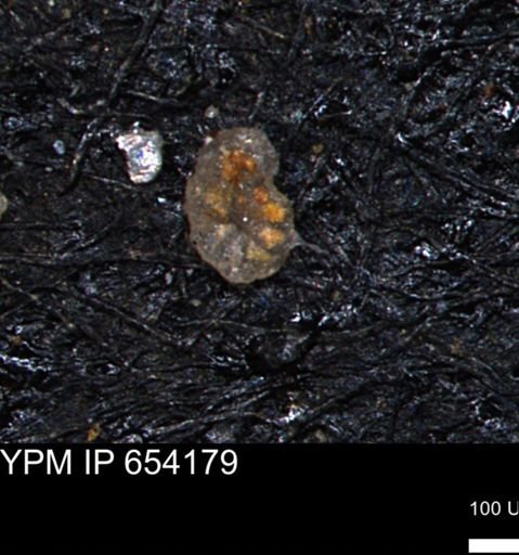 Haplophragmoides uniorbis