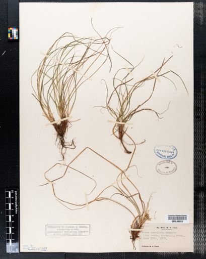 Carex umbellata